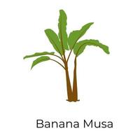 família banana musa vetor