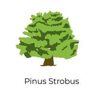 Pinus Strobus Tree vetor