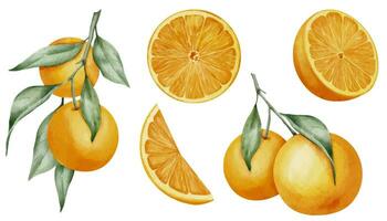 laranja fruta definir. mão desenhado aguarela ilustração com galhos do tangerinas em isolado fundo. desenhando E se fatias do mandarim para ícone ou logotipo. metade do clementina para clipart ou cardápio Projeto vetor