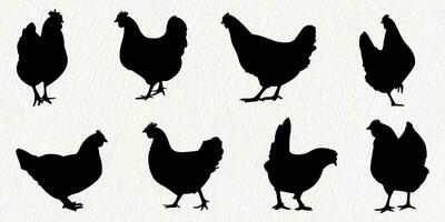 vetor silhueta conjunto do detalhado qualidade galinhas - galinhas, aves de capoeira dentro Fazenda