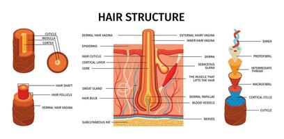 cabelo estrutura realista infográficos vetor