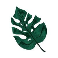 folha tropical monstera vetor