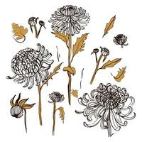 japonês crisântemo definir. coleção com mão desenhado botões, flores, folhas. vintage estilo ilustração. vetor