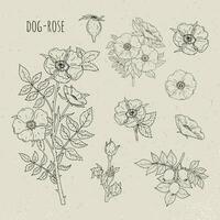 cachorro rosa médico botânico isolado ilustração. plantar, flores, fruta, folhas, mão desenhado definir. vintage esboço. vetor