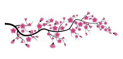 flor de sakura isolada no fundo branco. ilustração vetorial eps10 vetor