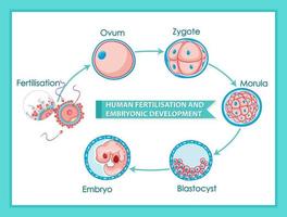 fertilização humana e diagrama de desenvolvimento embrionário vetor