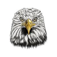 retrato de cabeça de águia careca de um toque de aquarela, desenho colorido, realista. ilustração vetorial de tintas vetor