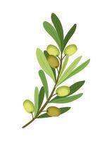 planta de oliveira vetor
