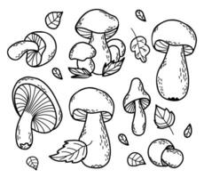 coleção outono floresta cogumelos. fresco comestível branco e chanterelle cogumelos. vetor ilustração. isolado esboço mão desenhando rabiscos.