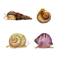 mão desenhado aguarela aquário Caracol Concha vida marinha, ramhorn melania. marinho exótico embaixo da agua ilustração. isolado objeto em branco fundo. Projeto lojas, folheto, imprimir, cartão, parede arte, têxtil. vetor