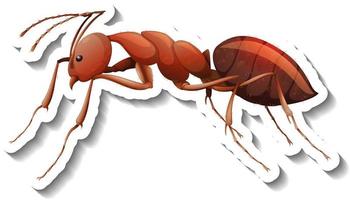 um modelo de adesivo com close-up de uma formiga vermelha isolada vetor