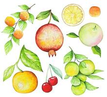 aguarela conjunto com frutas, pêssegos, romã, laranjas, maçã, cereja vetor