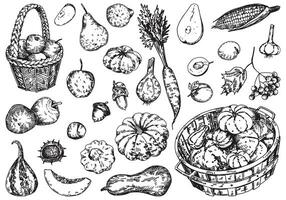 esboço clipart conjunto do outono legumes e frutas. rabiscos do outono colheita. mão desenhado vetor ilustrações coleção isolado em branco.