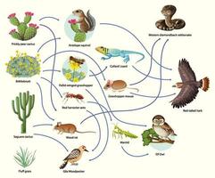 diagrama mostrando a cadeia alimentar animal em fundo branco vetor