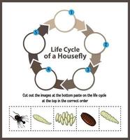 diagrama mostrando o ciclo de vida da mosca doméstica vetor