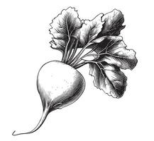 rabanete vegetal esboço mão desenhado dentro rabisco estilo vetor ilustração