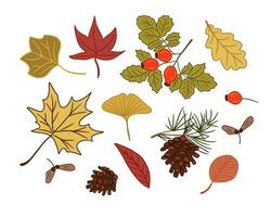 coleção do mão desenhado outono folhas e sementes. vetor plano isolado esboço colori elementos em branco fundo. ideal para adesivos, tatuagem, padrão, fundo, invólucro papel