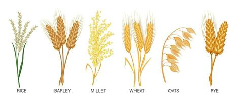 cereais definir. trigo, centeio, aveia, arroz, cevada, painço, espigas. colheita, agricultura. ilustração, vetor