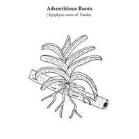 acidental raízes, epífita raízes do vanda, orquídea, botânica conceito vetor
