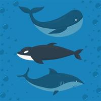 baleia azul, baleia assassina e tubarão em um fundo de água vetor