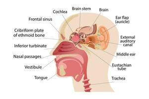 a meio parte do a humano cabeça, a anatomia do a humano nariz, e a interno estrutura do a ouvidos. infográficos do humano sentido órgãos e remédio vetor