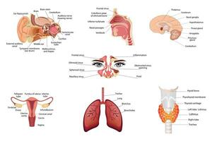 conjunto do diferente humano tireoide órgãos, meio parte do a cérebro, anatomia do a humano orelha, nariz, humano respiratório sistema, pulmões , e alvéolos. médico poster vetor