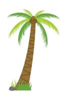 Palma árvore ilustração dentro plano estilo isolado dentro branco fundo. tropical verão plantar ilustração. vetor