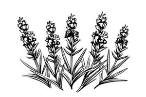 floral botânico lavanda flor mão desenhado tinta esboço. vetor gravação ilustração.