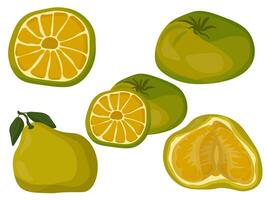 ugli citrino fruta com amarelo verde pele e suculento segmentos, frutas todo e metades para embalagem projeto, bandeira ou publicidade folheto vetor