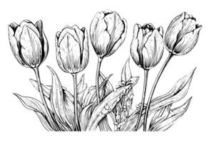 mão desenhado arte do tulipas galhos. flor isolado em branco fundo. vintage vetor ilustração