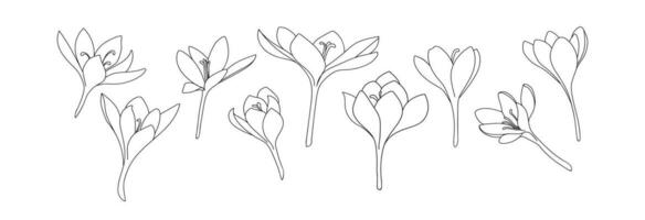 uma ampla conjunto do açafrão ou açafrão flores desenhado de linhas. esboço flor ícone coleção para convites ou Primavera Projeto vetor