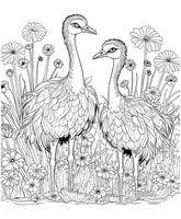avestruz coloração página ilustrações vetor