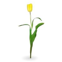 lindas tulipas em fundo branco. ilustração vetorial vetor