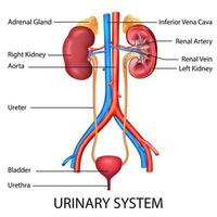 ilustração do gráfico de desenho de saúde e educação médica do sistema urinário humano para estudo de biologia científica vetor