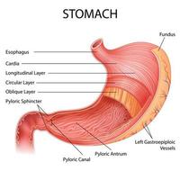 ilustração de saúde e educação médica desenho gráfico de estômago humano para estudo de biologia científica vetor