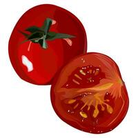 uma todo tomate com uma fatia do tomate. tomate com sementes, vermelho tomate vetor