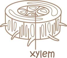 alfabeto x para xilema vocabulário escola lição desenho animado coloração Páginas para crianças e adulto vetor