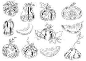 rabisco esboço esboço do abóboras. outono colheita. linear arte do saudável orgânico vegetal dentro mão desenhado rabisco esboço estilo. vetor ilustração