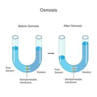 osmose é a passiva movimento do água moléculas através uma semipermeável membrana, a partir de a área do mais baixo soluto concentração para mais alto, para igualar isto. vetor