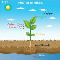 fotossíntese é da natureza energia conversão processo, Onde plantas usar luz solar, co2, e h2o para produzir glicose e oxigênio, vital para vida em terra vetor