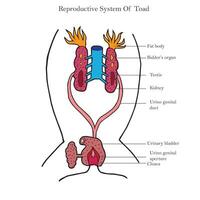 reprodutivo sistema do masculino rã. gordo corpo, testículo, urogenital duto, cloaca, reprodutivo sistema do animais vetor ilustração.