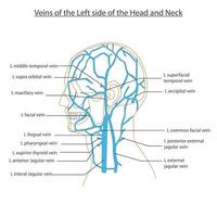 médico ilustração do a principal veias do a esquerda lado do cabeça e pescoço. vetor