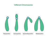 tipo do cromossoma. metacêntrico, submetacêntrico, acrocêntrico, telocêntrico. classificação do cromossomos para a posição do centrômero.biologia conceito. vetor
