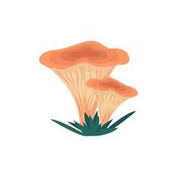 cogumelos chanterelle em estilo simples, ilustração vetorial de cogumelos comestíveis, isolado vetor