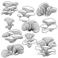 doodle desenho à mão livre desenho conjunto de coleta de vegetais cogumelo ostra. vetor