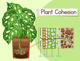diagrama mostrando a coesão da planta vetor