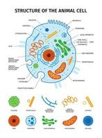 animal célula anatomia conjunto vetor