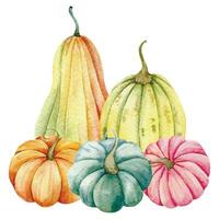outono Ação de graças aguarela abóboras arranjo em branco fundo. colorida abóboras aguarela ilustração mão pintado vetor