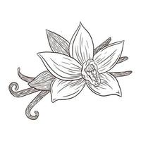ilustração de gravura de flor de baunilha e vagens de arte de linha vetor