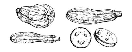 mão desenhado tinta vetor medula abobrinha cabaça abóbora. esboço ilustração arte para Ação de graças, colheita, agricultura. isolado objeto, contorno. Projeto para restaurante cardápio imprimir, cafeteria, local na rede Internet, convite